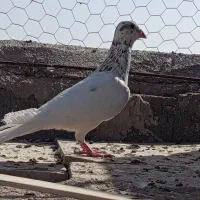 کبوتر مفت
