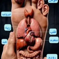 مشاوره تسکین عضلات مشاوره میدم
