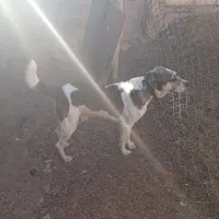 سگ‌گلگی‌دهن‌پاک