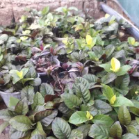 سنگاپوری‌بلک