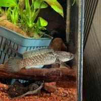 چانا استوارتـی بلک گلکسی