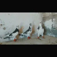 چندین کبوتر به فروش میرسد|پرنده|داراب, |دیوار