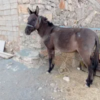 قاطر کاری باری ۶سال|حیوانات مزرعه|کامیاران, |دیوار