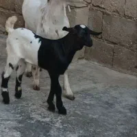 ۲عددکهره بابچه نری یک زه خوشگل نر ی   کهر نزار