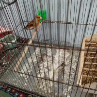 سهره قناری یک ساله دهن سهره بخون