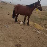 اسب مادیان از منطقه بیله سوار|اسب و تجهیزات اسب‌سواری|بیله سوار, |دیوار