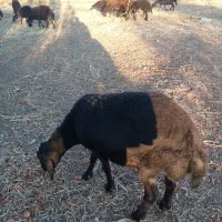 گوسفند شیشک چاق|حیوانات مزرعه|بناب, |دیوار