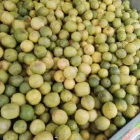 لیموترش جهرمی مخصوص آبگیری 14و 15مهر فقط 225تومن