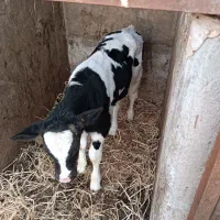 فروش گوساله نر