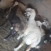 شیشک بره ماده میش