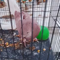 کبوتر پرشی|پرنده|محمدشهر, جعفرآباد|دیوار