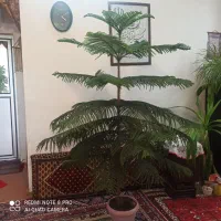 فروش کاج مطبق وگلهای آپارتمانی دیگر