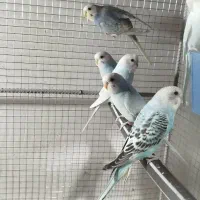 مرغ عشق|پرنده|تایباد, |دیوار