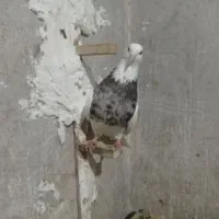 طوقی هفت رنگ