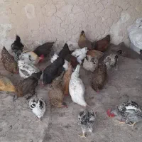 مرغ محلی عشایری لری اصیل جوان