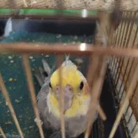 عروس هلندی خونگی|پرنده|هشتگرد, سیف آباد|دیوار