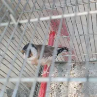 سهره ماده کهنه