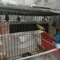 قناری|پرنده|سراب, |دیوار