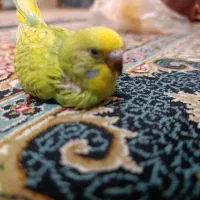 مرغ عشق عروس هلندی