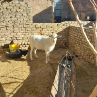 چبش چاق و ۲ بزغاله نر چاق|حیوانات مزرعه|قائن, |دیوار