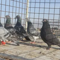 کبوتر بوم پرشی دانه ۲۵۰|پرنده|چناران, |دیوار