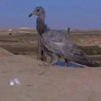 جونه نر گرتی|پرنده|خرم‌آباد, |دیوار