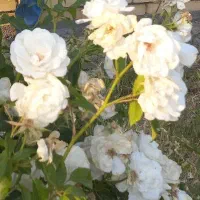 اجاره-آپارتمان