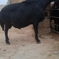 قوچ قره قزل