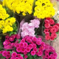 گلکده مریم|گل و گیاه طبیعی|خمام, |دیوار