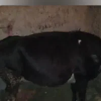 گاو آبستن اولین شکم یک ماه مانده به زایمان