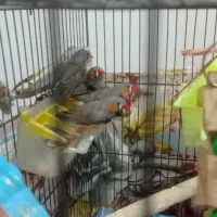 ۴ عدد فنچ با قفس و بدون قفس