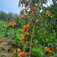 خرمالو تازه|خوردنی و آشامیدنی|رشت, سلیمانداراب|دیوار
