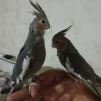 معاوضه عروس هلندی