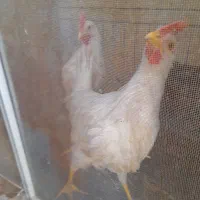 جوجه خروس سفید|حیوانات مزرعه|جهرم, |دیوار