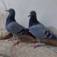 ی جفت سبز پلاکی