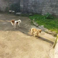 سگای زیبا|سگ|تولم شهر, |دیوار