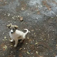 توله سگ ناز برای نگهبانی