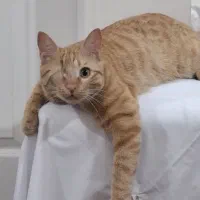 این گربه نیازمند سرپرست مهربون و دلسوزه