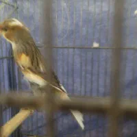 قناری ابلغ وسهره خاکی