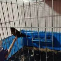 نرماده سوخته سیاه|پرنده|برخوار, |دیوار