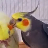 عروس هلندی جفت مولد هم تک آماده