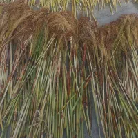 جاروخشک وخوشه ی