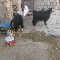 بزداشتی خوبهگوش خلج|حیوانات مزرعه|مسجد سلیمان, |دیوار