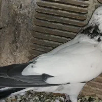 فروش یک عدد کبوتر نر پرشی دست پری خوش ذات و زیبا