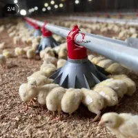 به یک نفر کارگر جهت کار درمرغداری نیازمندیم