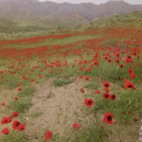 بادی کرال ان ۱۳