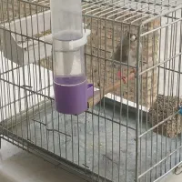 سهره سهر ماد|پرنده|اصفهان, شمس آباد|دیوار