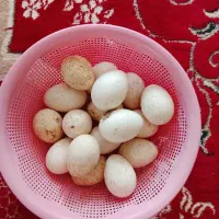 تخم بوقلمون