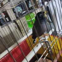 مینا سخنگو بالای 30 کلمه و جمله گو|پرنده|قم, باسکول|دیوار