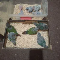 گیرینچیک سرلاکی|پرنده|رشت, لاکان|دیوار